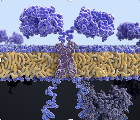 Cancer neoantigen pipeline